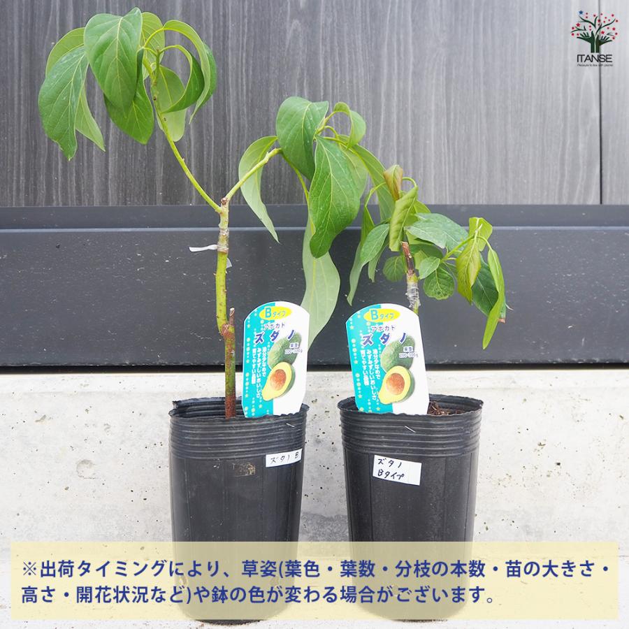 ITANSE アボカド ズダノ 果樹の苗木 4.5号ロングポット 接木苗/1個売り B