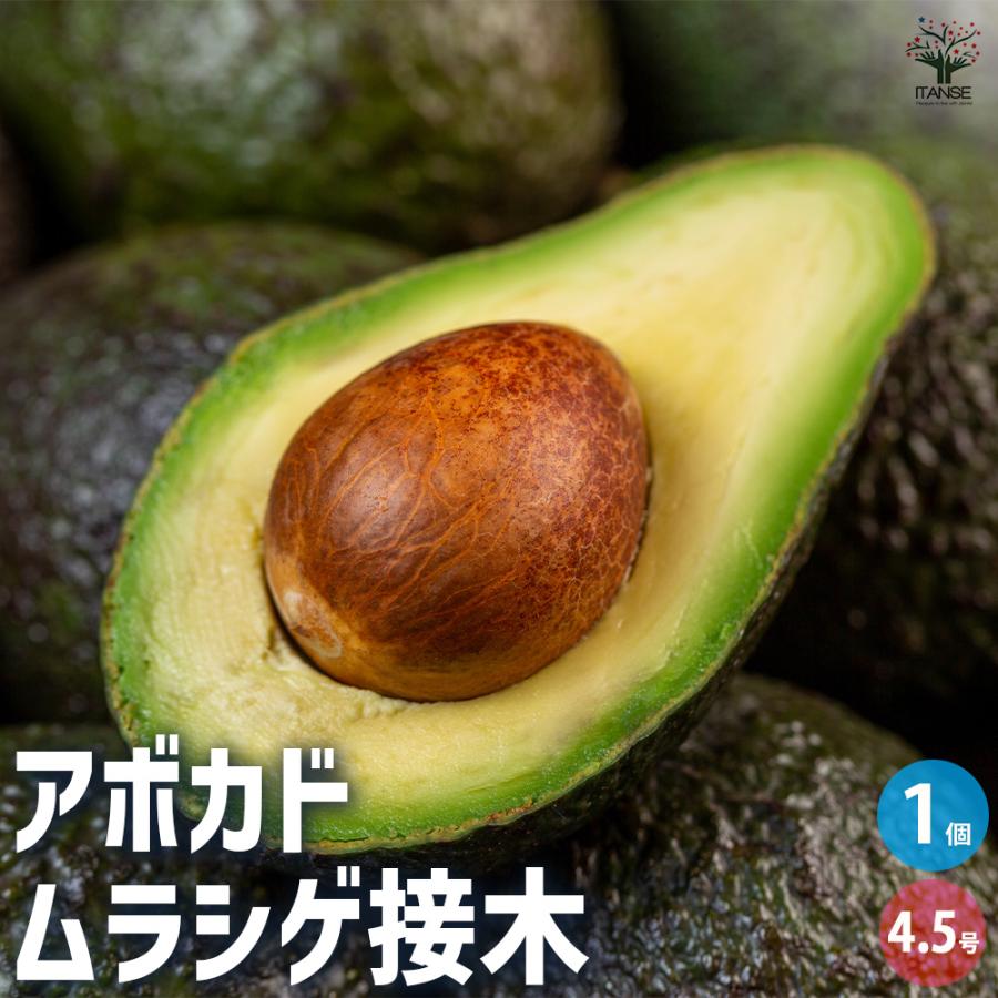 ITANSE アボカド ムラシゲ 果樹の苗木 4.5号ロングポット 接木苗/1個