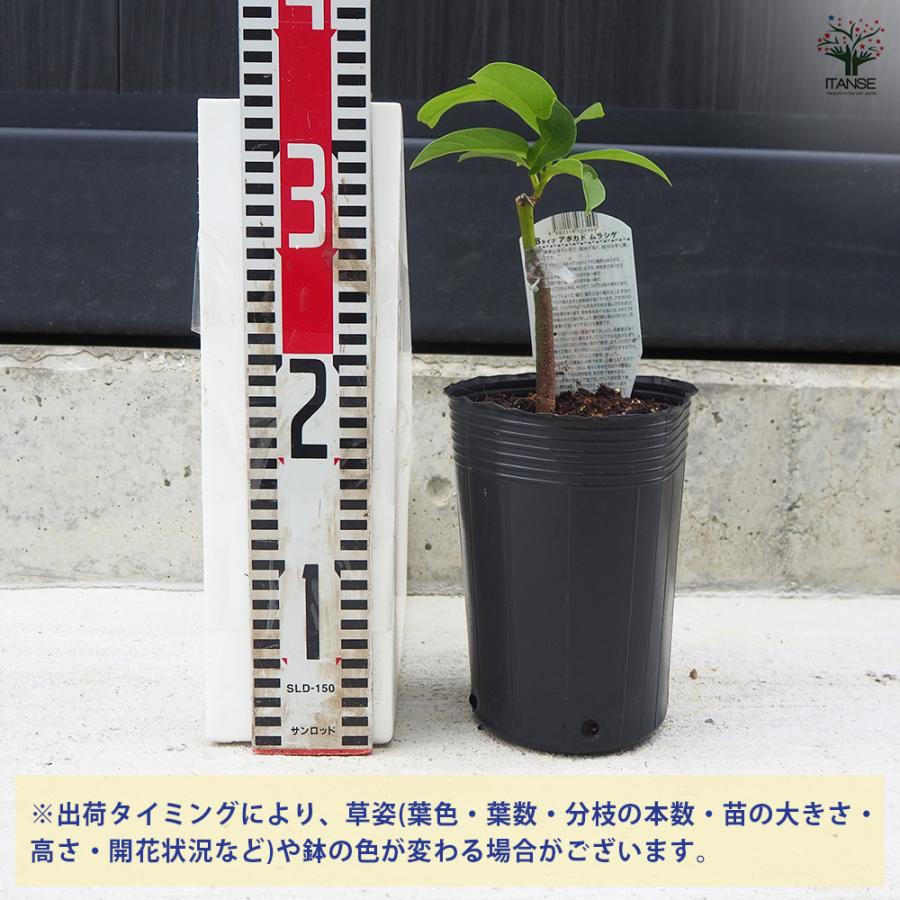 ITANSE アボカド ムラシゲ 果樹の苗木 4.5号ロングポット 接木苗/1個
