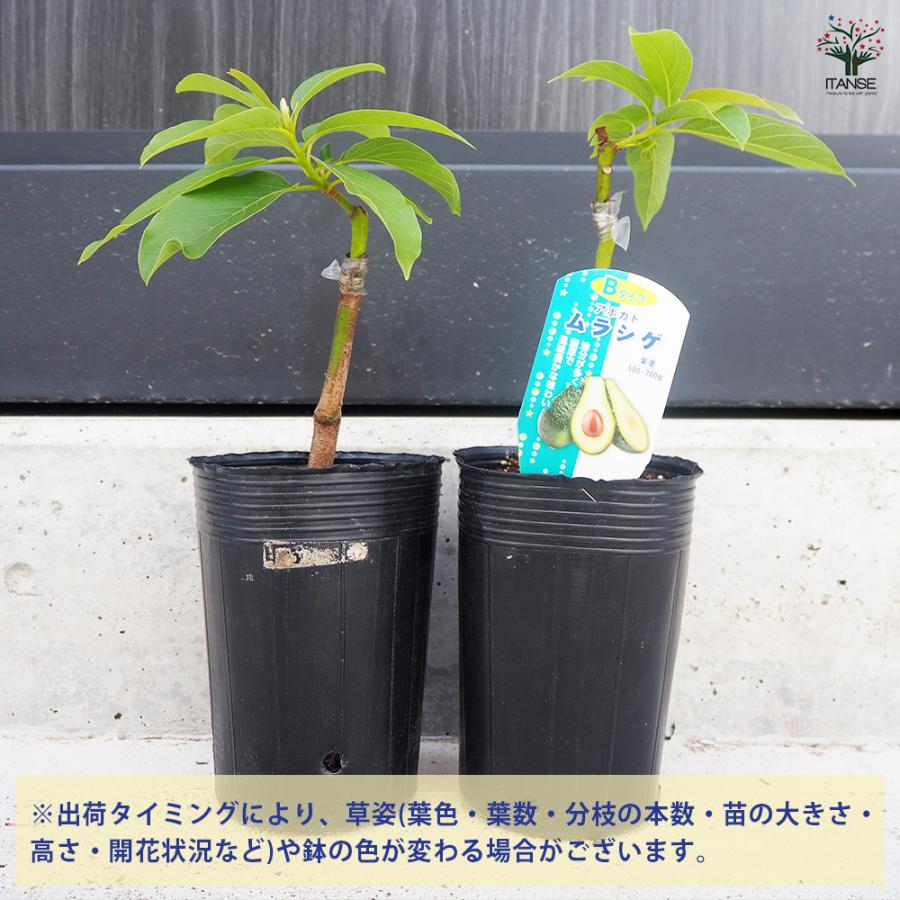 ITANSE アボカド ムラシゲ 果樹の苗木 4.5号ロングポット 接木苗/1個