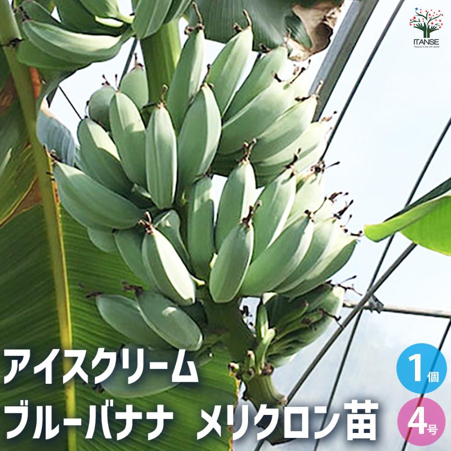 ITANSE バナナの苗 アイスクリーム ブルーバナナ メリクロン苗 果樹の