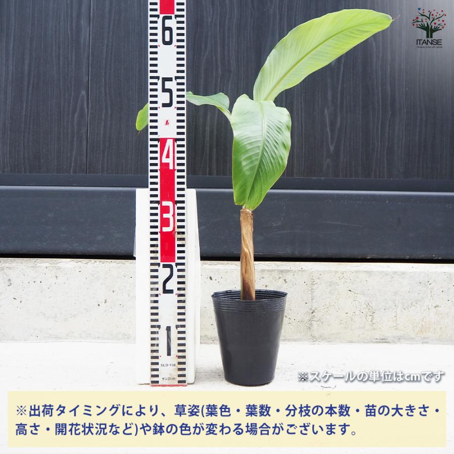 ITANSE バナナの苗 アイスクリーム ブルーバナナ メリクロン苗 果樹の