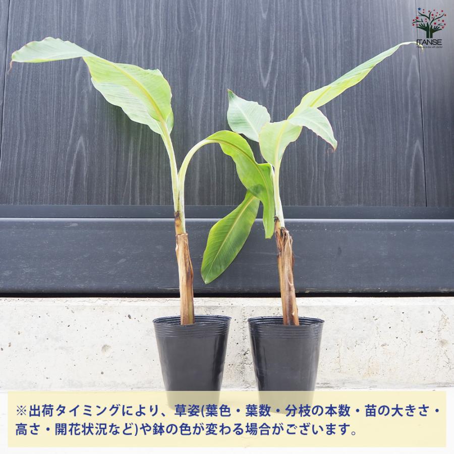 ITANSE バナナの苗 アイスクリーム ブルーバナナ メリクロン苗 果樹の