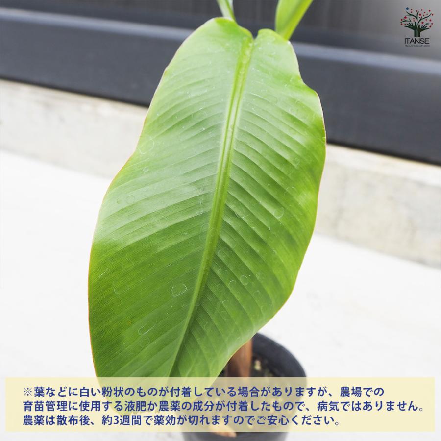 ITANSE バナナの苗 アイスクリーム ブルーバナナ メリクロン苗 果樹の