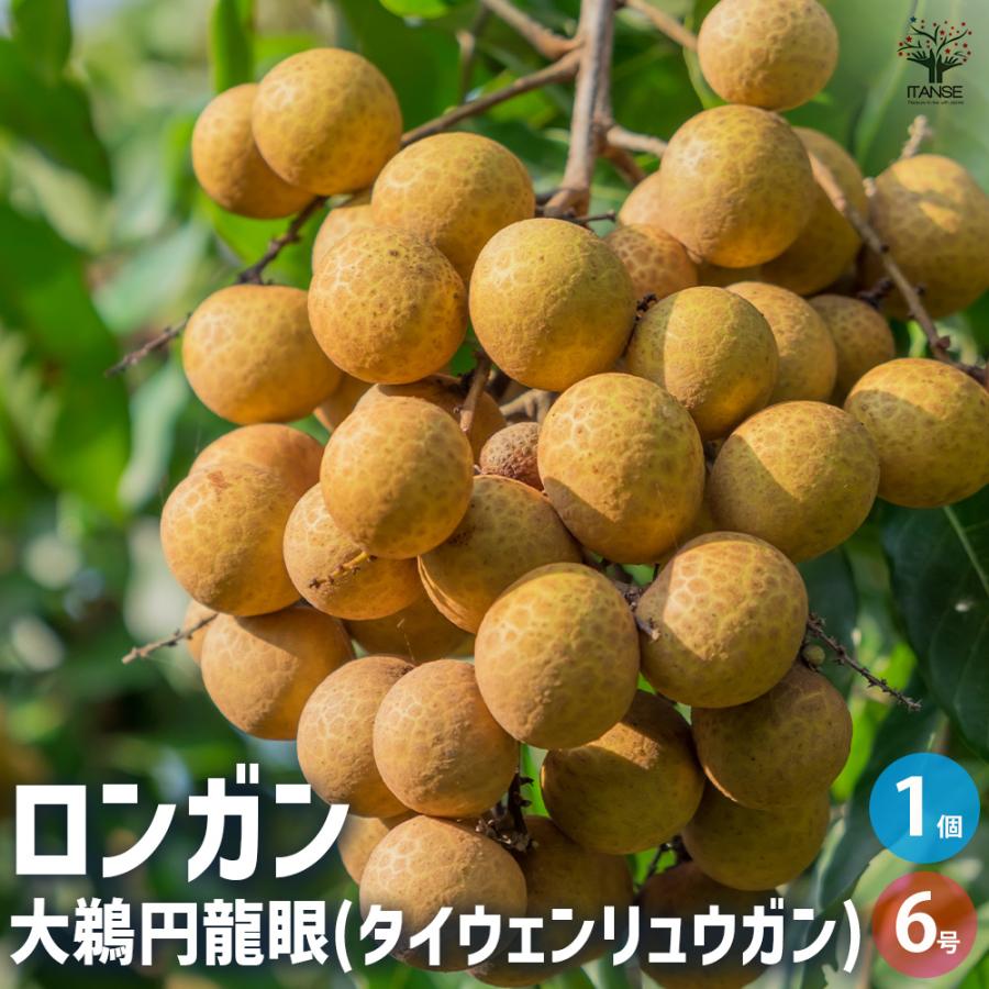 ITANSE ロンガン(竜眼・リュウガン)の苗木 大鵜円龍眼(タイウェン