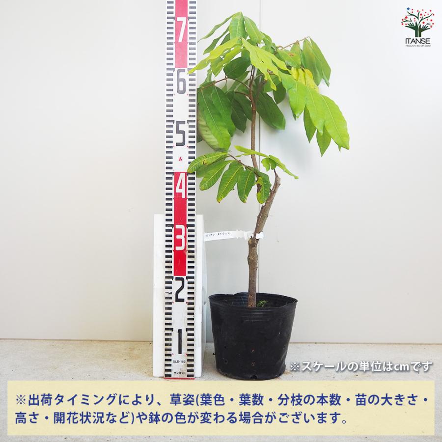 大玉　③台湾龍眼苗　大鵜円龍眼　十月龍眼　大潤帝 ロンガン(竜眼・リュウガン)の苗木 大鵜円龍眼(タイウェンリュウガン