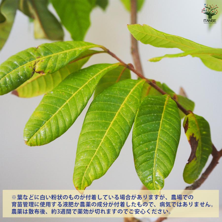 大玉　③台湾龍眼苗　大鵜円龍眼　十月龍眼　大潤帝 ロンガン(竜眼・リュウガン)の苗木 大鵜円龍眼(タイウェンリュウガン