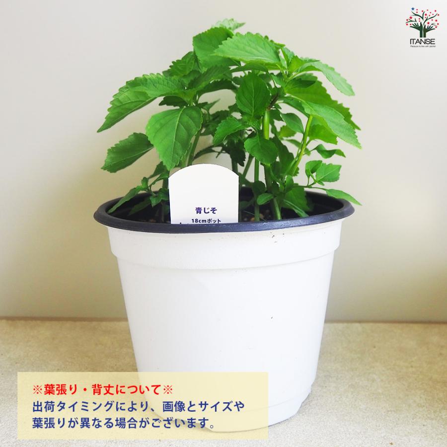ITANSE しその苗 青じそ 野菜の苗 18cmポット/1個売り 紫蘇 シソ しそ
