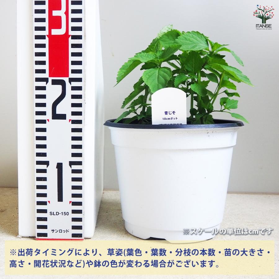 しそ苗200本 ITANSE しその苗 青じそ 野菜の苗 18cmポット/1個売り 紫蘇 シソ しそ