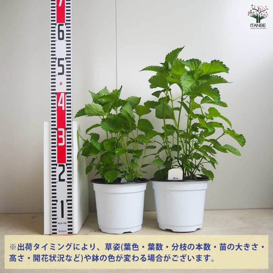 ITANSE しその苗 青じそ 野菜の苗 18cmポット/1個売り 紫蘇 シソ しそ