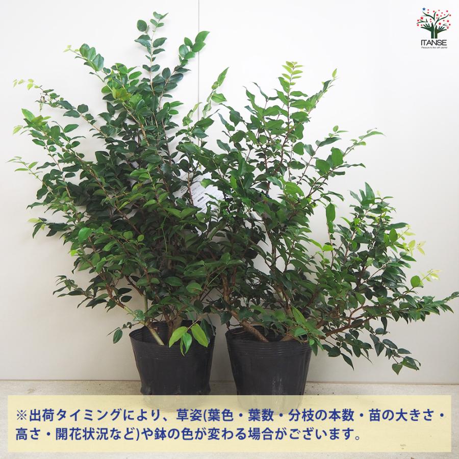 ITANSE ジャボチカバの苗木 強健大玉ジャボチカバ 果樹の苗木 5