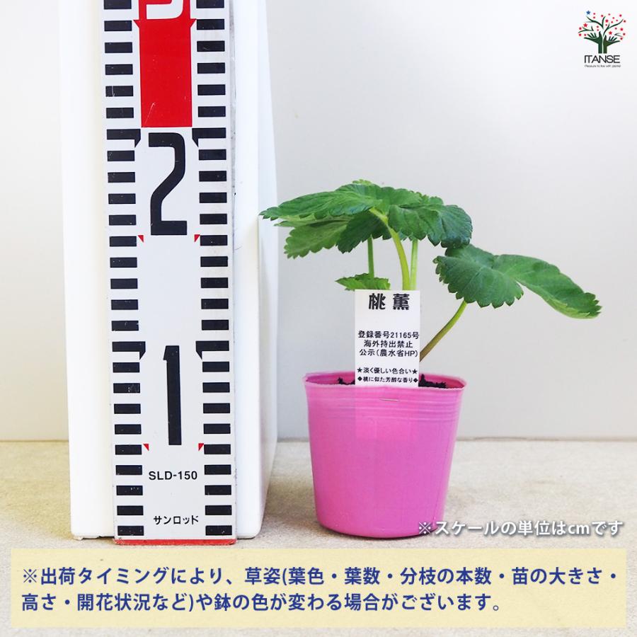 いちごの苗 桃薫 野菜の苗 9cm/お買い得9個セット イチゴ苗 イチゴの苗 苺苗 苺の苗 甘い 美味しい 糖度 ストロベリー苗の画像