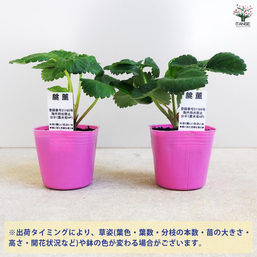 いちごの苗 桃薫 野菜の苗 9cm/お買い得9個セット イチゴ苗 イチゴの苗 苺苗 苺の苗 甘い 美味しい 糖度 ストロベリー苗の画像