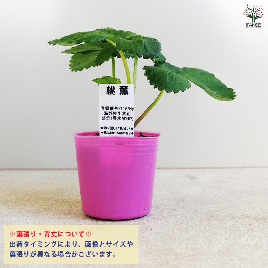 いちごの苗 桃薫 野菜の苗 9cm/お買い得9個セット イチゴ苗 イチゴの苗 苺苗 苺の苗 甘い 美味しい 糖度 ストロベリー苗の画像