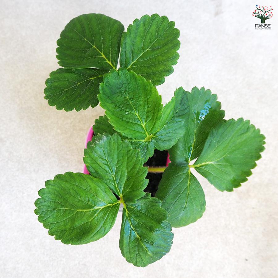 いちごの苗 桃薫 野菜の苗 9cm/お買い得9個セット イチゴ苗 イチゴの苗 苺苗 苺の苗 甘い 美味しい 糖度 ストロベリー苗の画像
