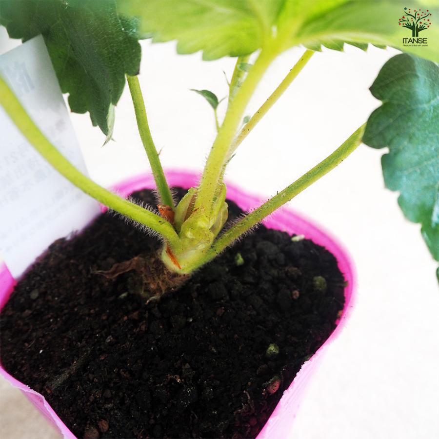いちごの苗 桃薫 野菜の苗 9cm/お買い得9個セット イチゴ苗 イチゴの苗 苺苗 苺の苗 甘い 美味しい 糖度 ストロベリー苗の画像