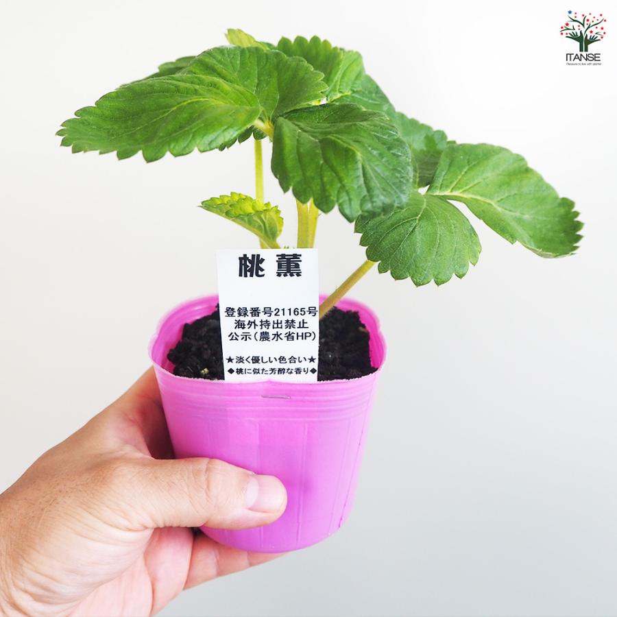 いちごの苗 桃薫 野菜の苗 9cm/お買い得9個セット イチゴ苗 イチゴの苗 苺苗 苺の苗 甘い 美味しい 糖度 ストロベリー苗の画像