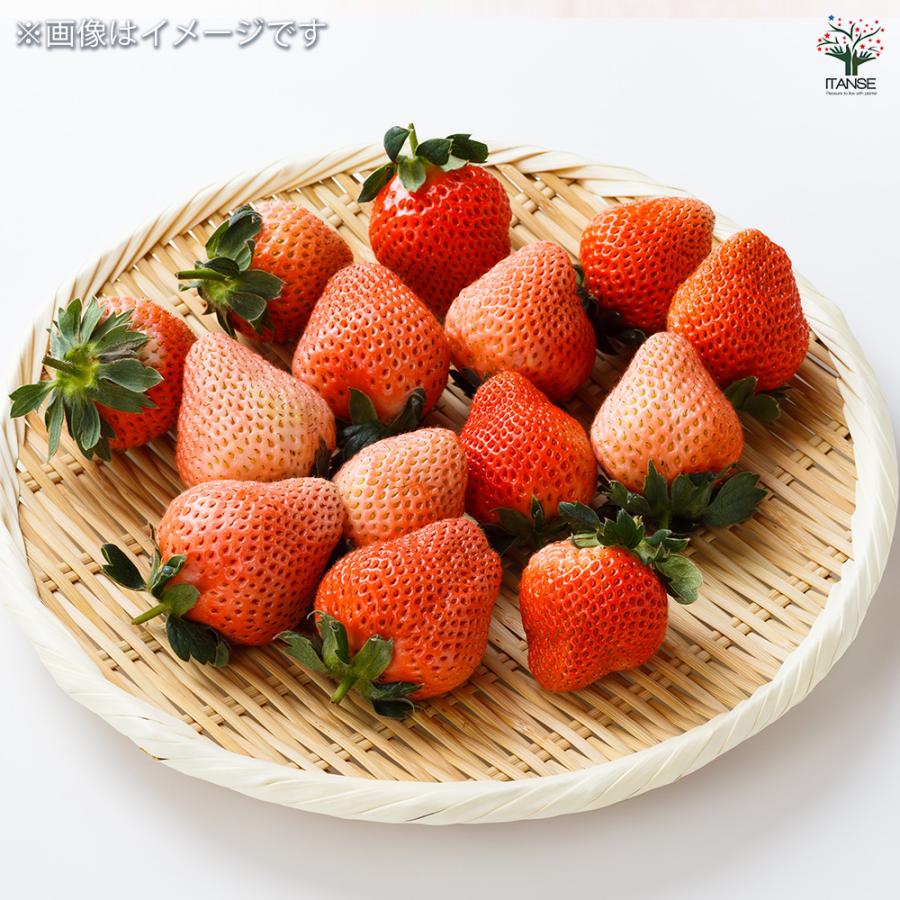 いちごの苗 桃薫 野菜の苗 9cm/お買い得9個セット イチゴ苗 イチゴの苗 苺苗 苺の苗 甘い 美味しい 糖度 ストロベリー苗の画像