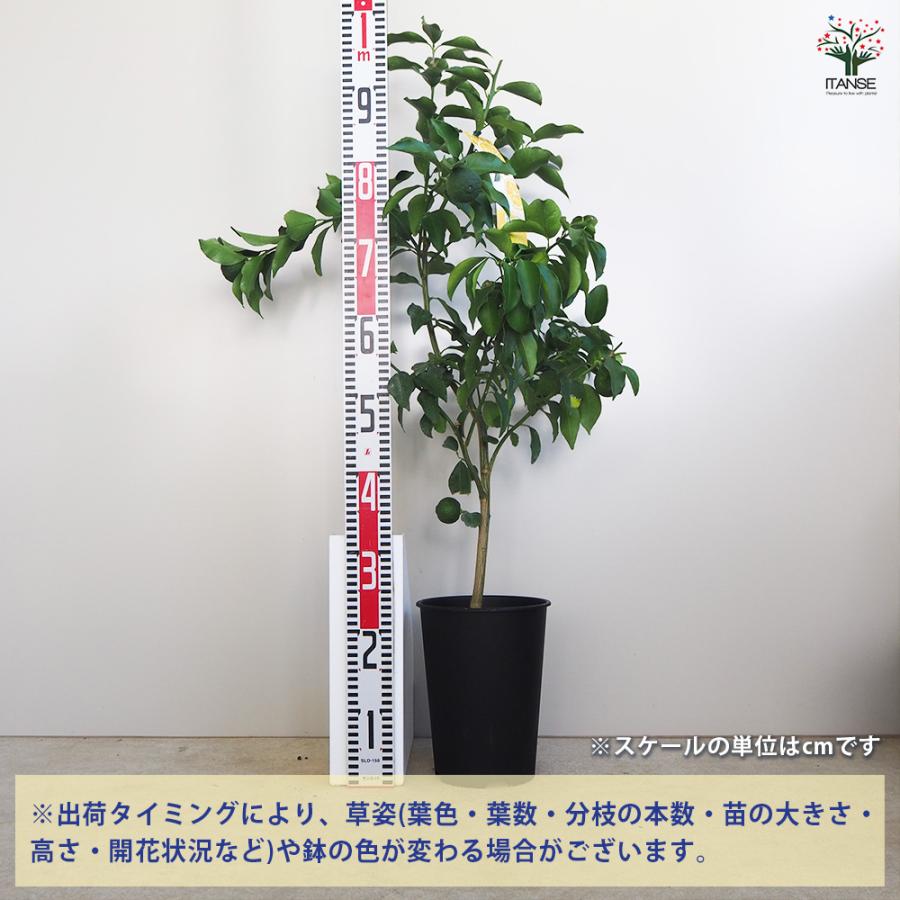 一才ゆず 花ユズ 黒鉢 果樹の苗木 6号/1個売り 花柚子 ハナユズ 一才