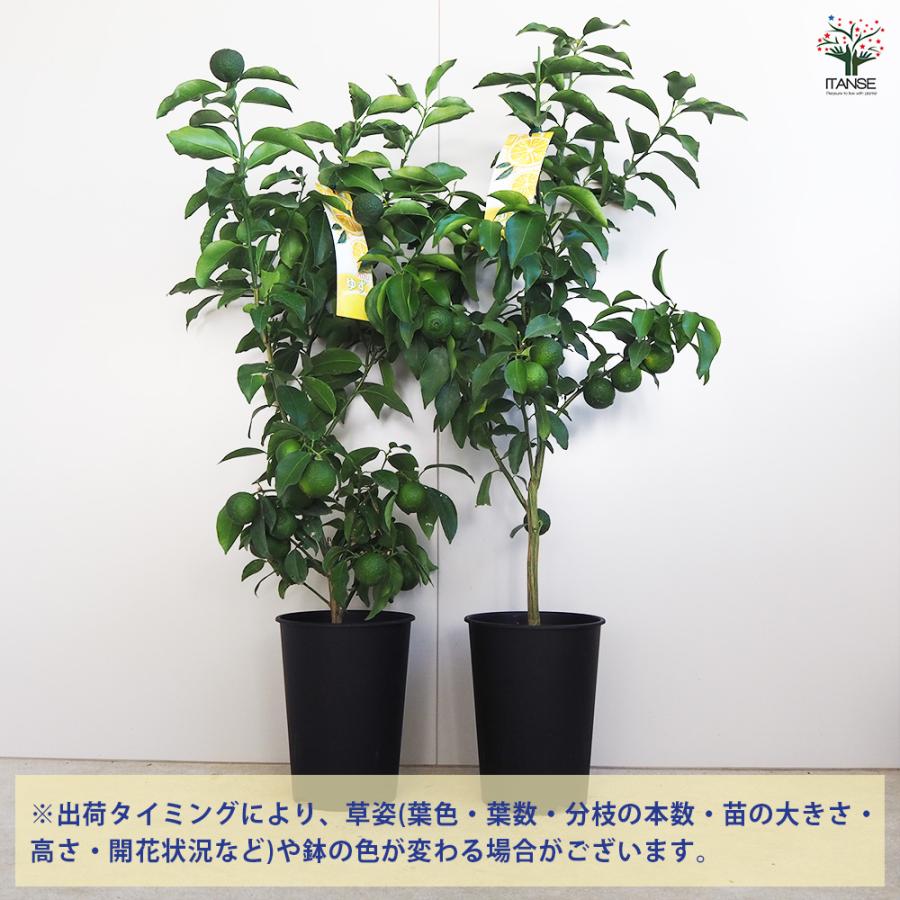 一才ゆず 花ユズ 黒鉢 果樹の苗木 6号/1個売り 花柚子 ハナユズ