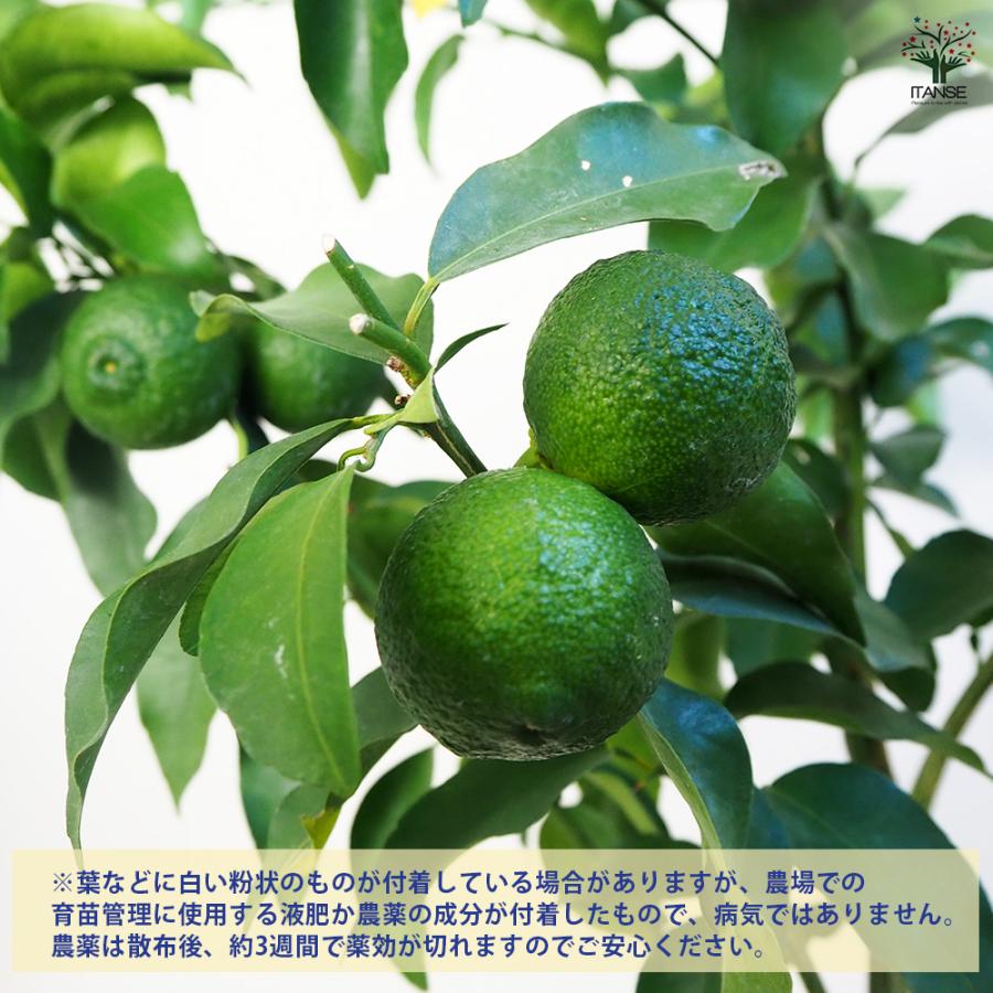 一才ゆず 花ユズ 黒鉢 果樹の苗木 6号/1個売り 花柚子 ハナユズ 一才
