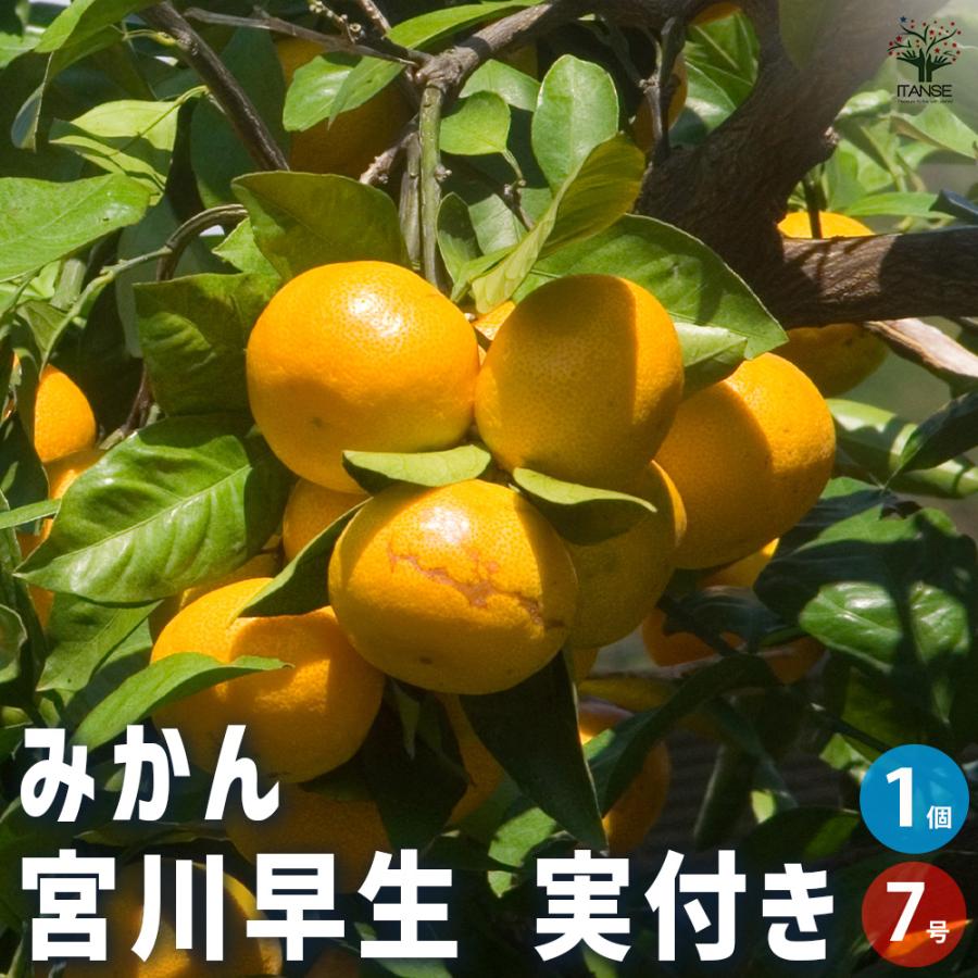 みかん　オレンジ　宮川早生　苗木　みかんの苗 みかん 宮川早生 果樹の苗木 7号/1個売り 蜜柑 ミカン 自家結実性 柑橘