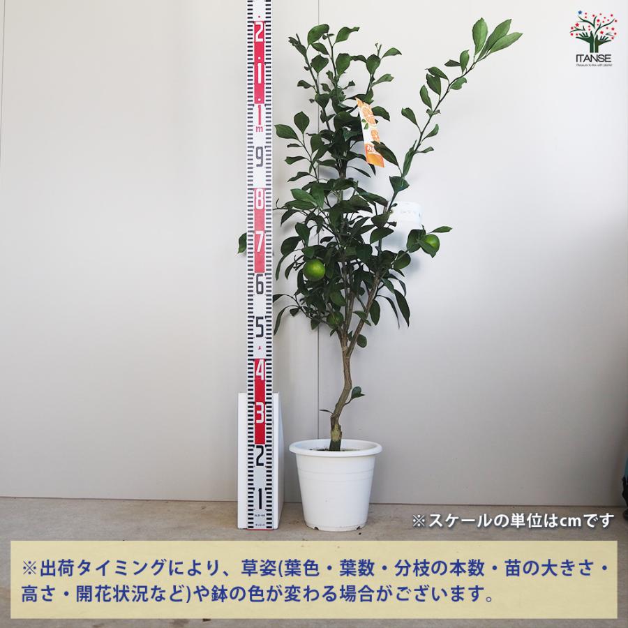 宮川早生みかん苗　実付き みかん 宮川早生 果樹の苗木 7号/1個売り 蜜柑 ミカン 自家結実性 柑橘