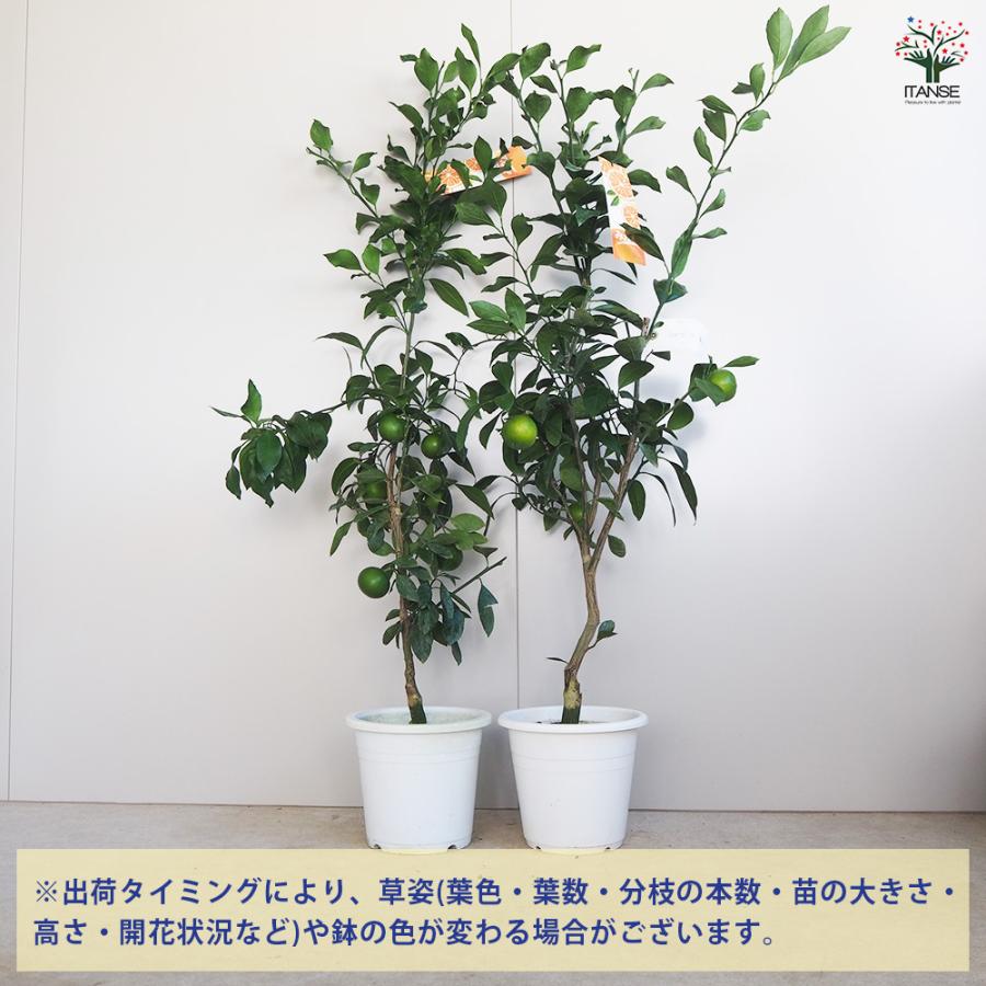 みかん 宮川早生 果樹の苗木 7号/1個売り 蜜柑 ミカン 自家結実性 柑橘