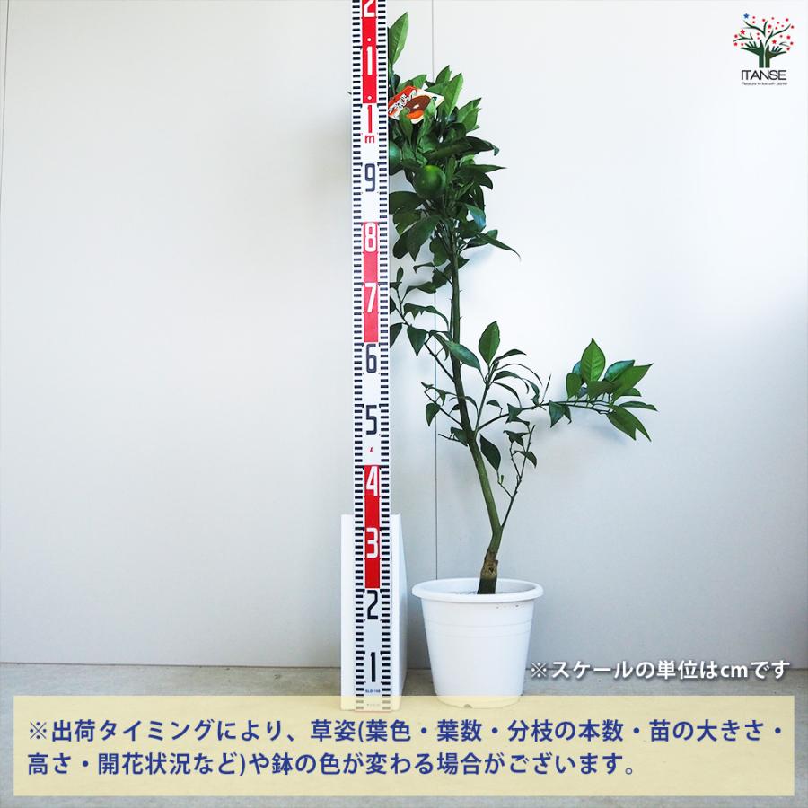 ブラッドオレンジ タロッコ 果樹の苗木 7号/1個売り オレンジ 柑橘