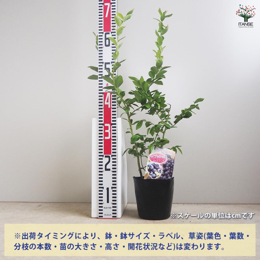 ブルーベリー ノースランド 果樹の苗木 5号/1個売り 果樹 果樹苗 果樹