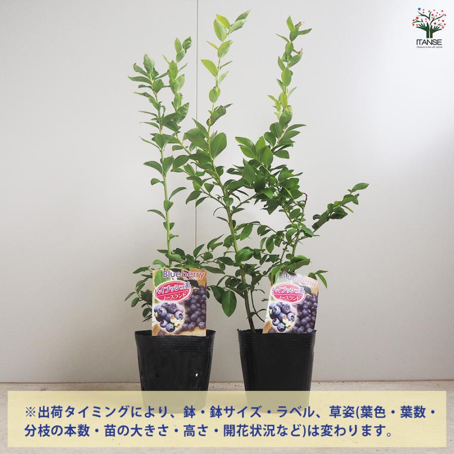 ブルーベリー ノースランド 果樹の苗木 5号/1個売り 果樹 果樹苗 果樹