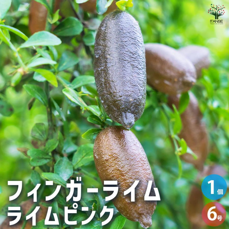 フィンガーライム ライムピンク 果樹の苗木 6号/1個売り キャビア
