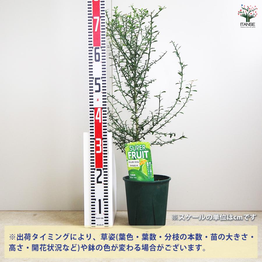 フィンガーライム 150cm 大株 大苗】フィンガーライム TASTY GREEN テイスティーグリーン 2年生21