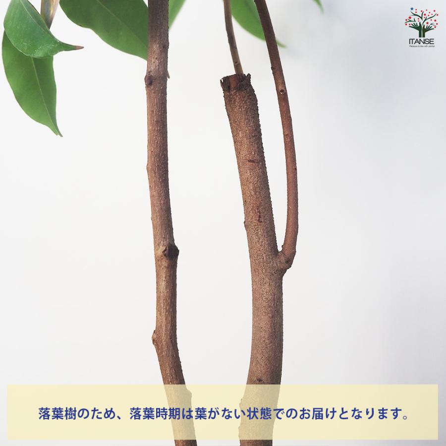 ライチ ジャカパット 果樹の苗木 4号/1個売り 茘枝 レイシ 果樹の苗 ら