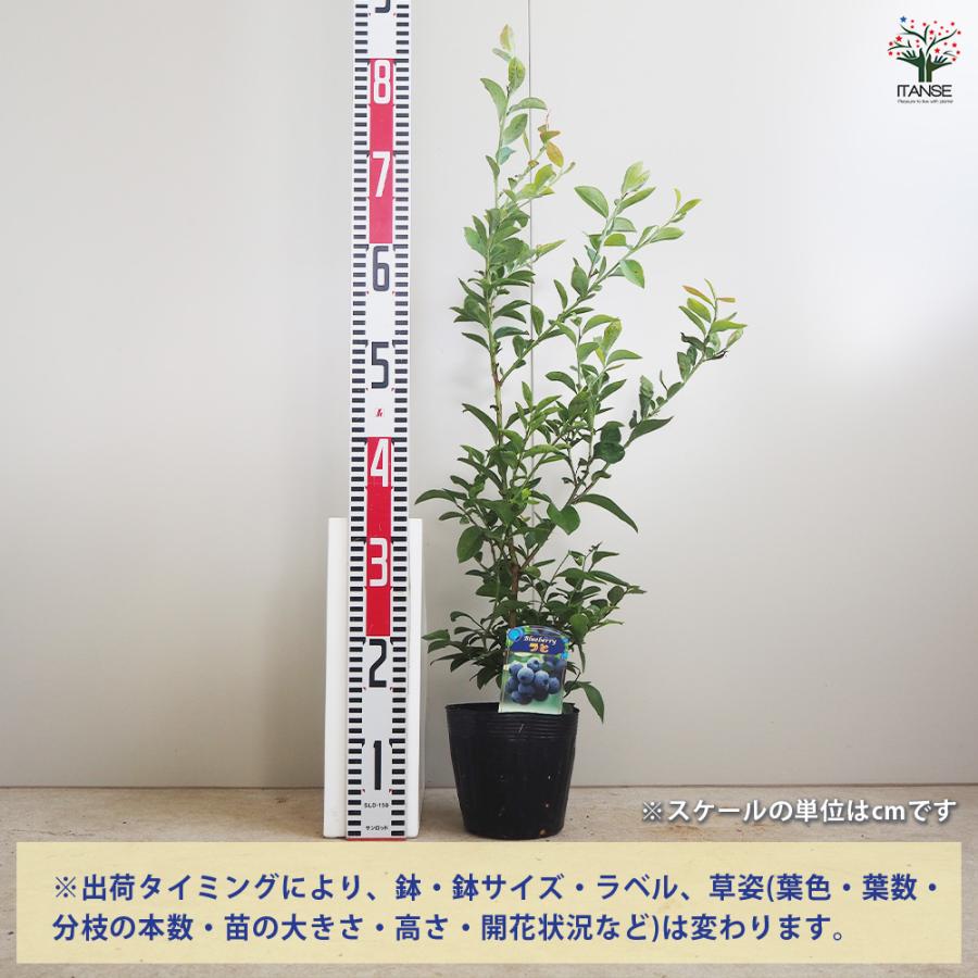 ブルーベリー ラヒ 果樹の苗木 5号/1個売り 果樹 果樹苗 果樹の苗