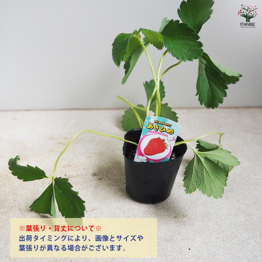 いちごの苗 章姫 野菜の苗 3号/お買い得6個セット イチゴ苗 いちごの苗 章姫 野菜の苗 3号/お買い得6個セット イチゴ苗