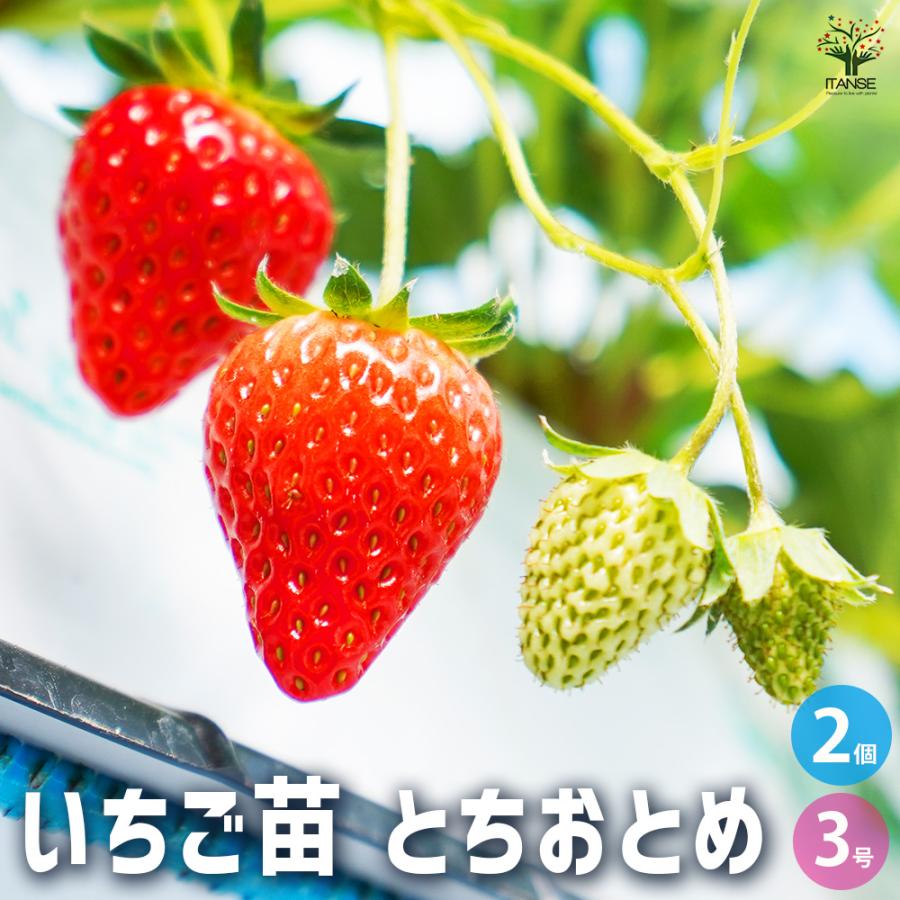 とちおとめ 大粒いちご苗 5株セット 100本 イチゴ 苗 とちおとめ 苺
