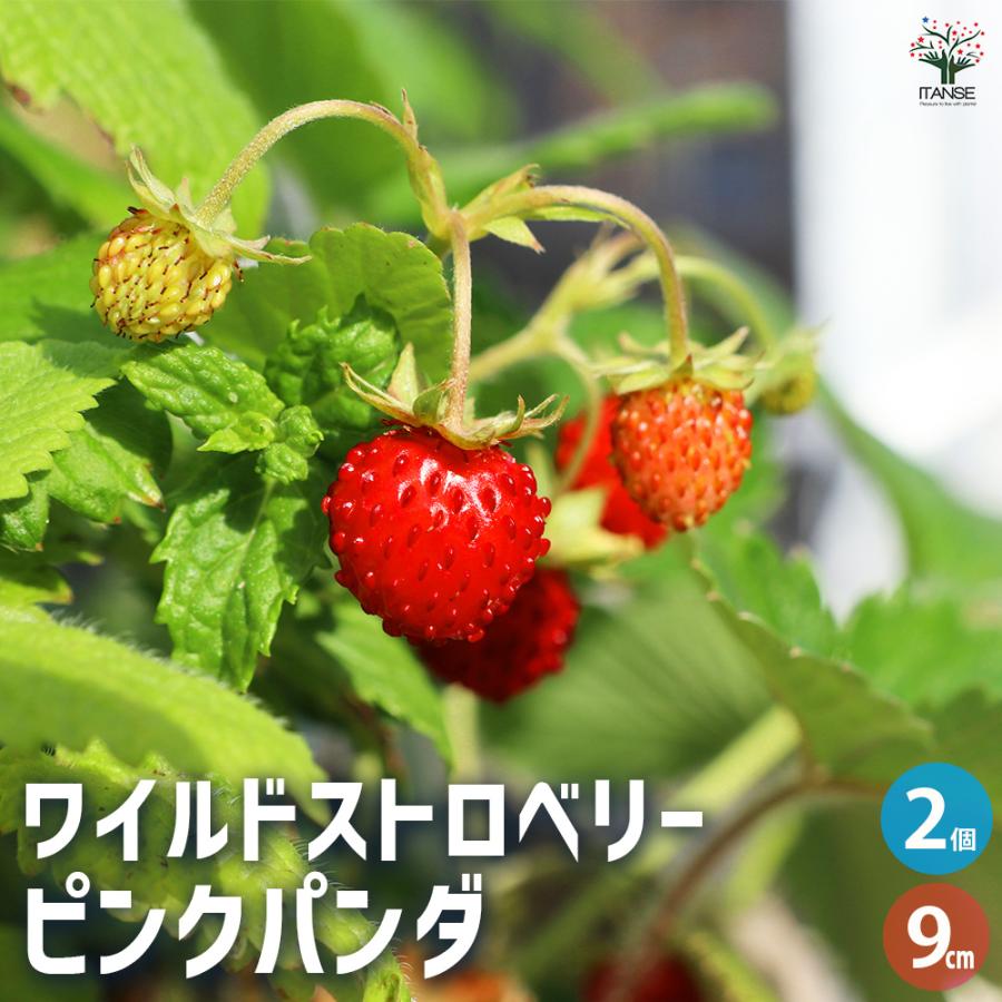ワイルドストロベリー ピンクパンダ 野菜の苗 9cm/お買い得2個セット