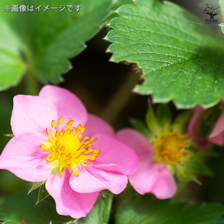 ワイルドストロベリー ピンクパンダ 野菜の苗 9cm/お買い得2個セット