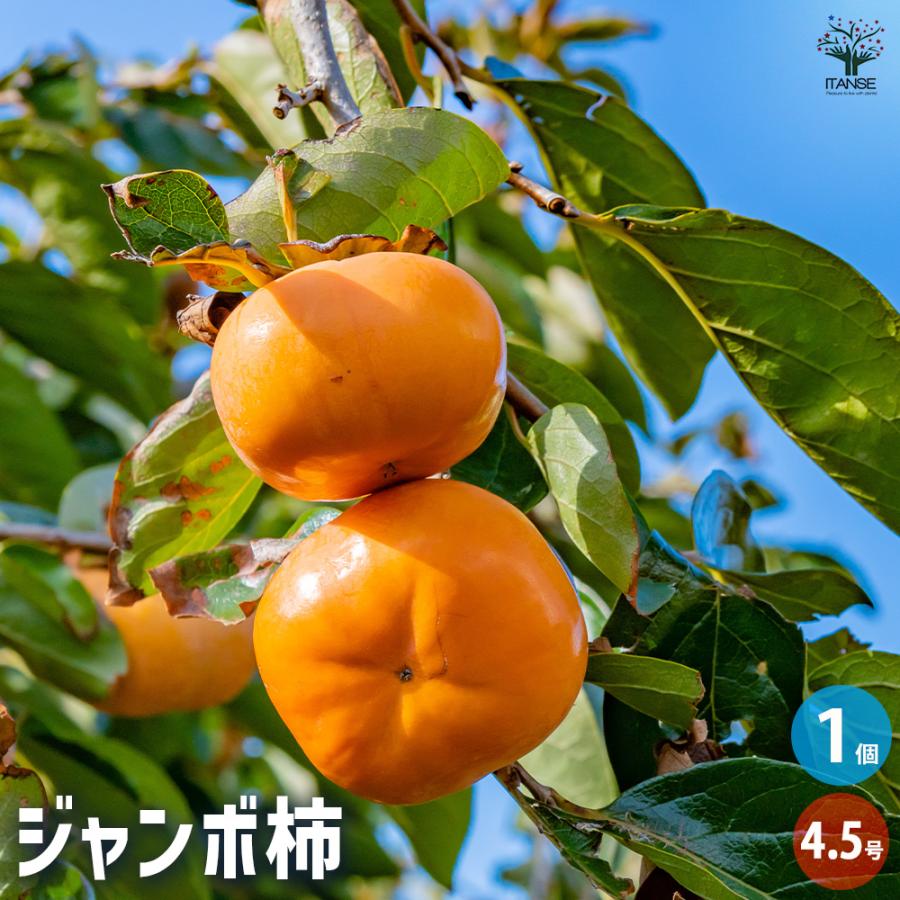 柿の苗木 ジャンボ柿 果樹の苗木 4.5号ポット/1個売り 柿苗 柿の苗