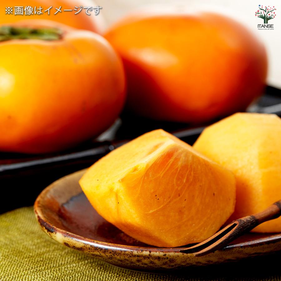 苗木・植木 柿 苗木 太雅 2セット 4号