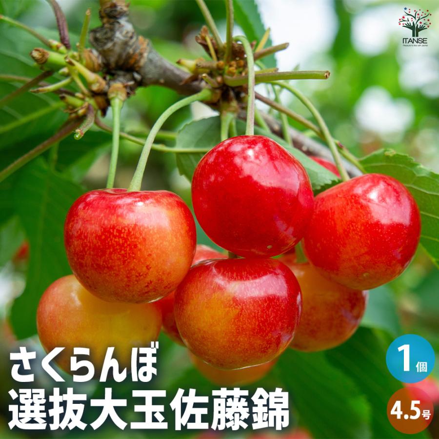さくらんぼの苗木 選抜佐藤錦 果樹の苗木 4.5号ポット/1個売り
