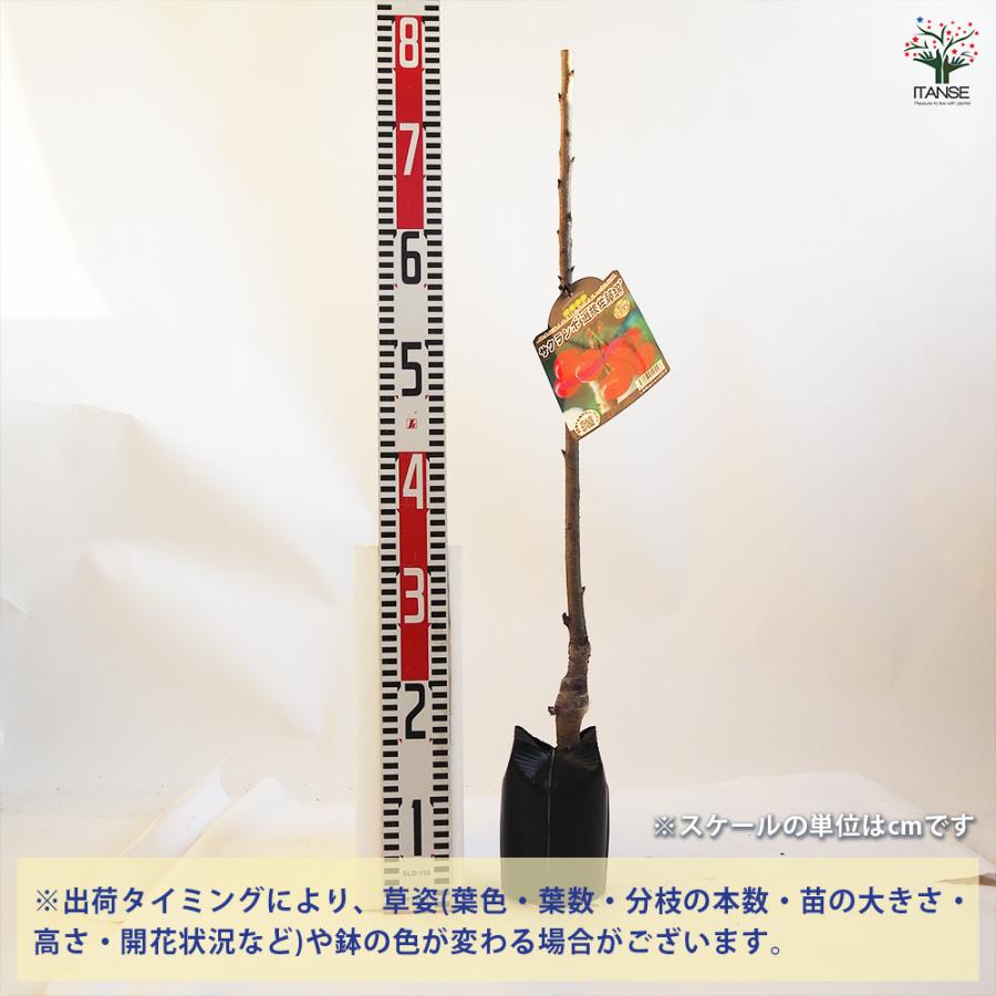 さくらんぼの苗木 選抜佐藤錦 果樹の苗木 4.5号ポット/1個売り