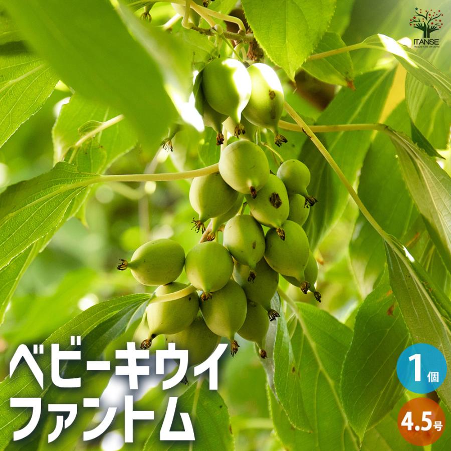 ベビーキウイの苗木 ファントム 果樹の苗木 4.5号ポット/1個売り 果樹