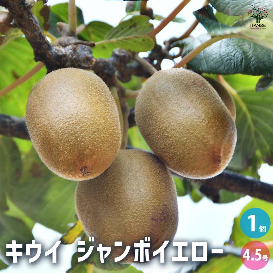 キウイの苗木 ジャンボイエロー 果樹の苗木 4.5号ポット/1個売り 果樹