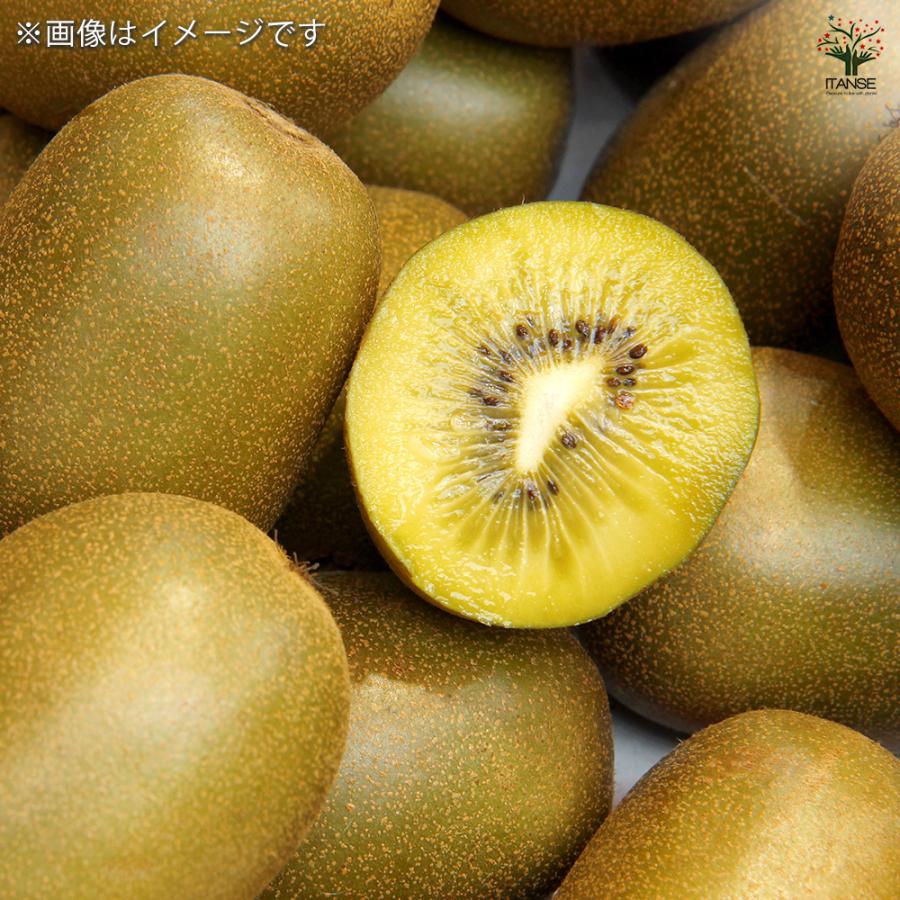 キウイの苗木 ジャンボイエロー 果樹の苗木 4.5号ポット/1個売り