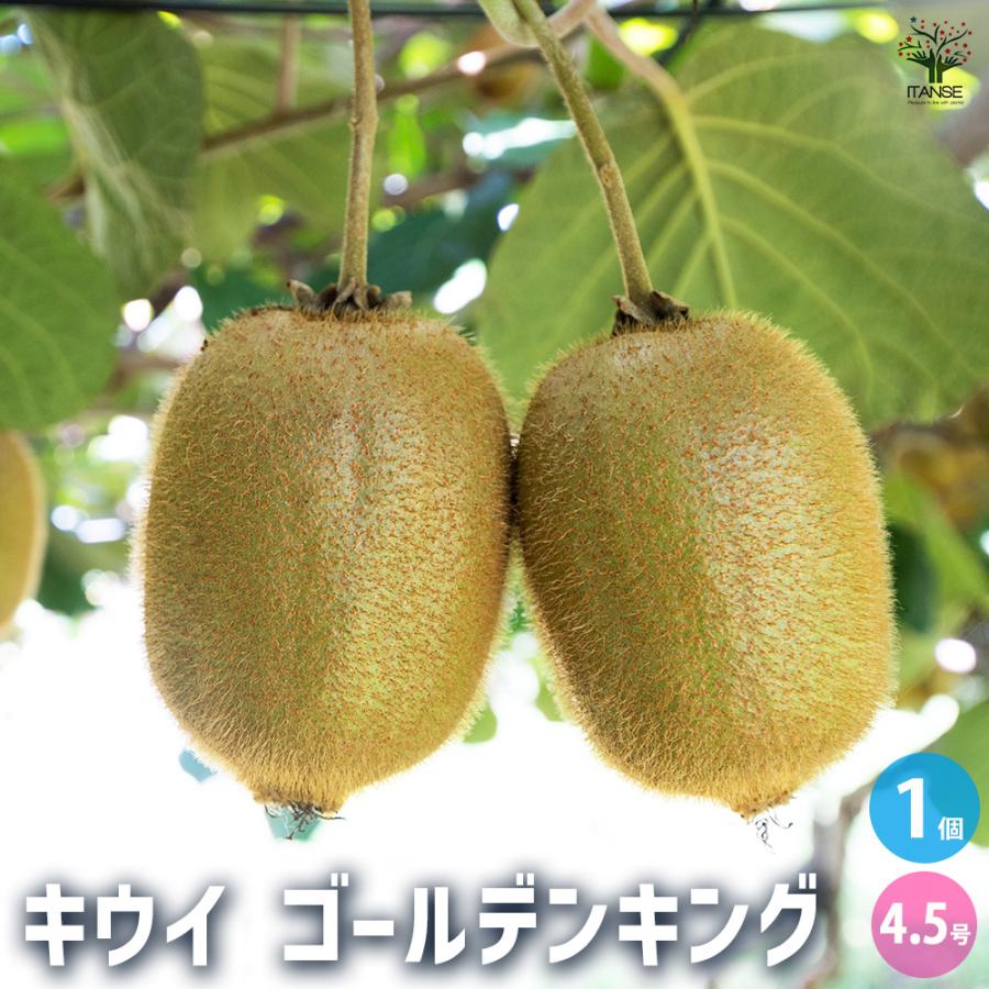 ゴールデンキングキウイ　苗木　大株 キウイの苗木 ゴールデンキング 果樹の苗木 4.5号ポット/1個売り 果樹