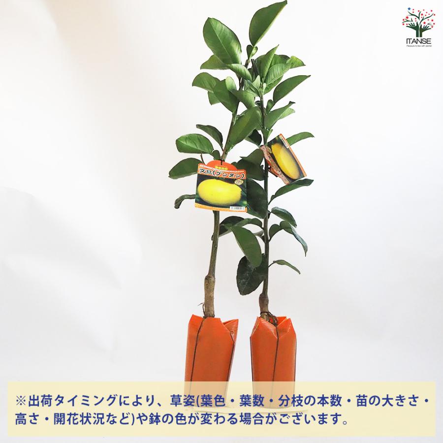 柑橘の苗 ブンタン(文旦) 果樹の苗木 4.5号ポット/1個売り シトラス