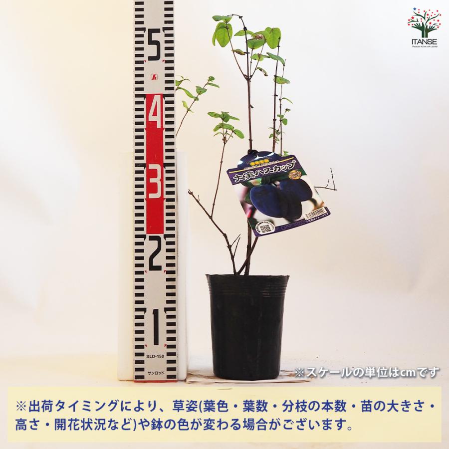 ハスカップ果樹の苗木 ベリーの苗木 大実ハスカップ 果樹の苗木 4.5号ポット/1個売り 果樹苗