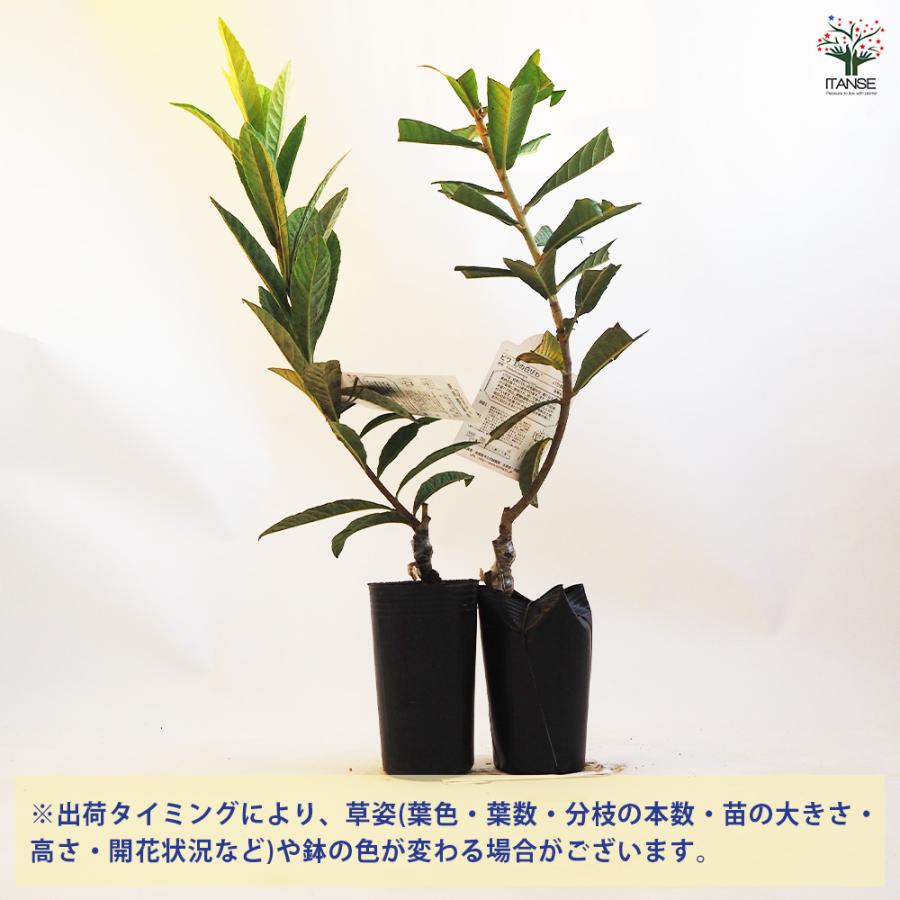 ビワの苗木 幻の白びわ 果樹の苗木 4.5号ポット/1個売り ビワ苗 びわ